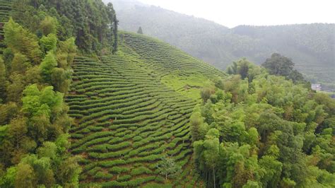 how many tea farms are there in china
